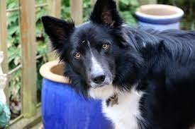 Cachorro: Border collie